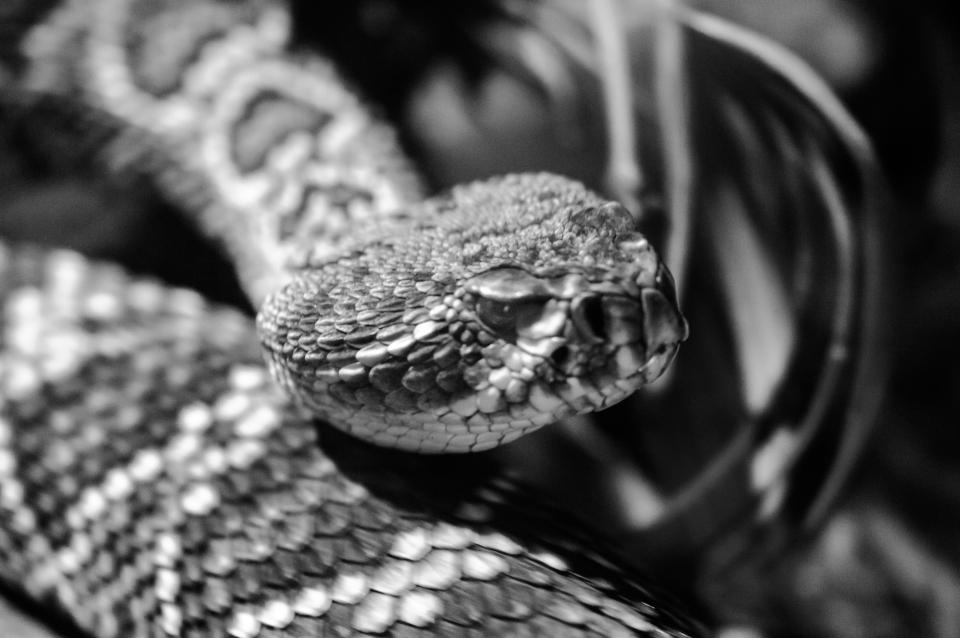 Southern Pacific Rattlesnake | Shutterbug